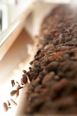 During the roasting process the cocoa beans develop an aromatic scent.