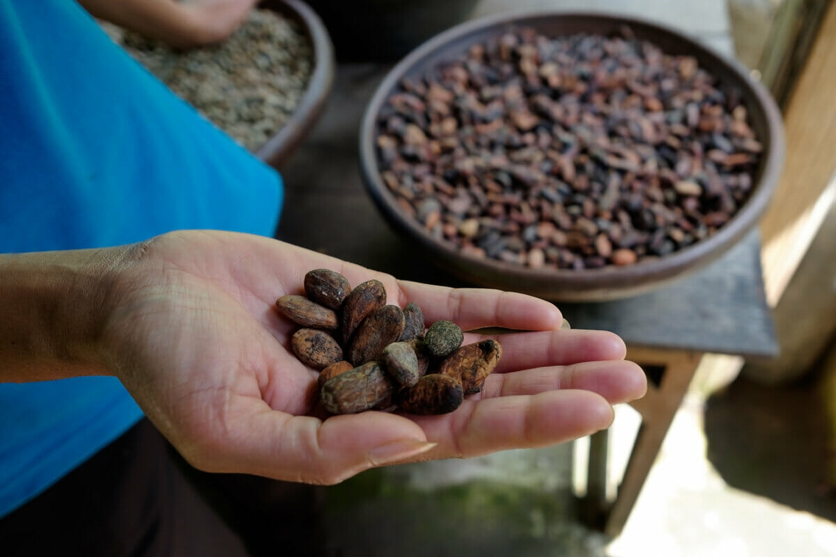 Woman holding cocoa beans in hands for chocolate
