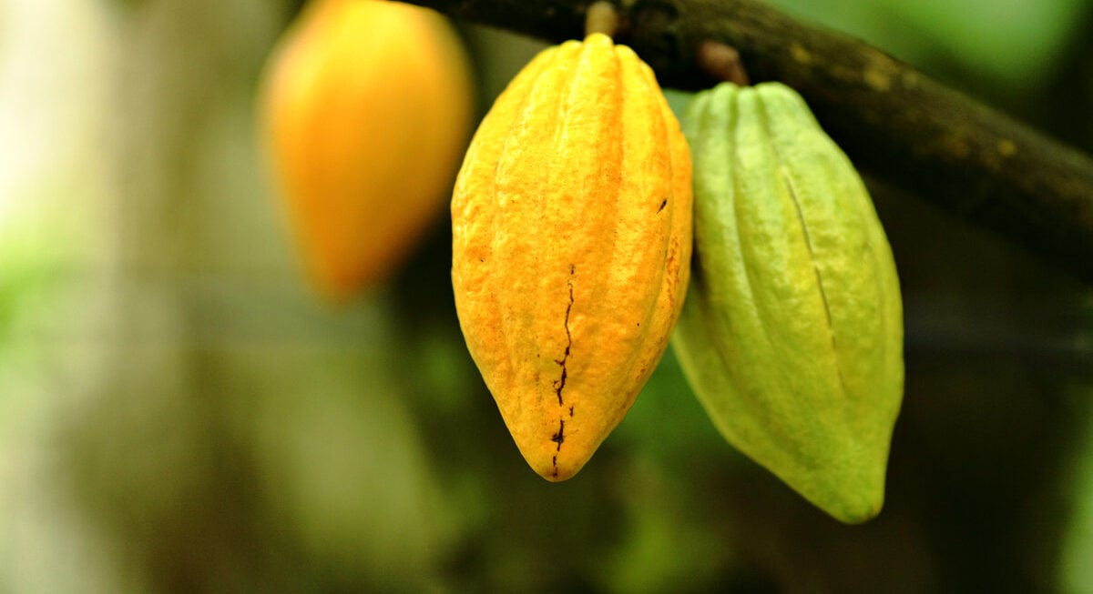 Cocoa pods