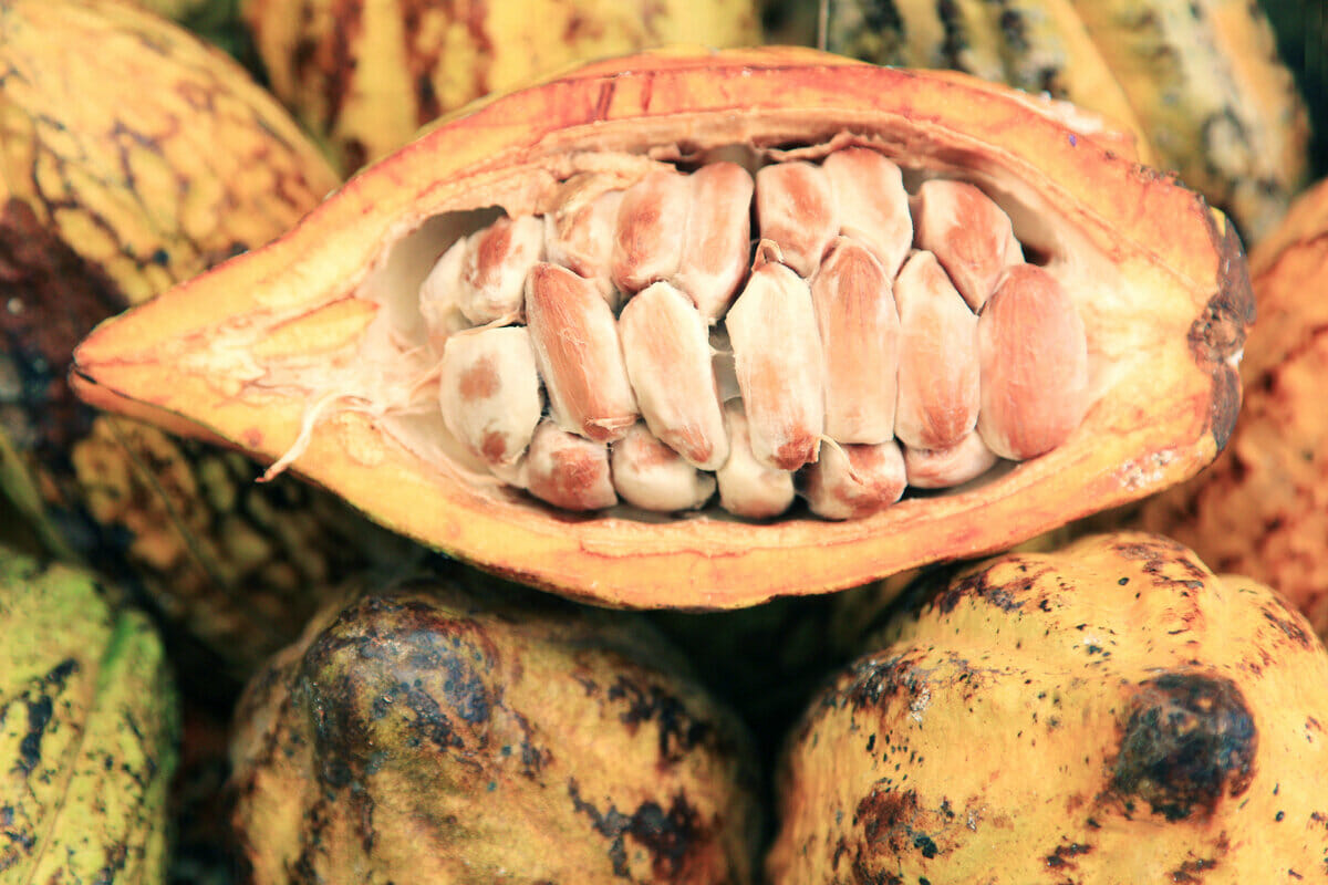 Exploring the Characteristics of High-Quality Chocolate 7 Cocoa pods