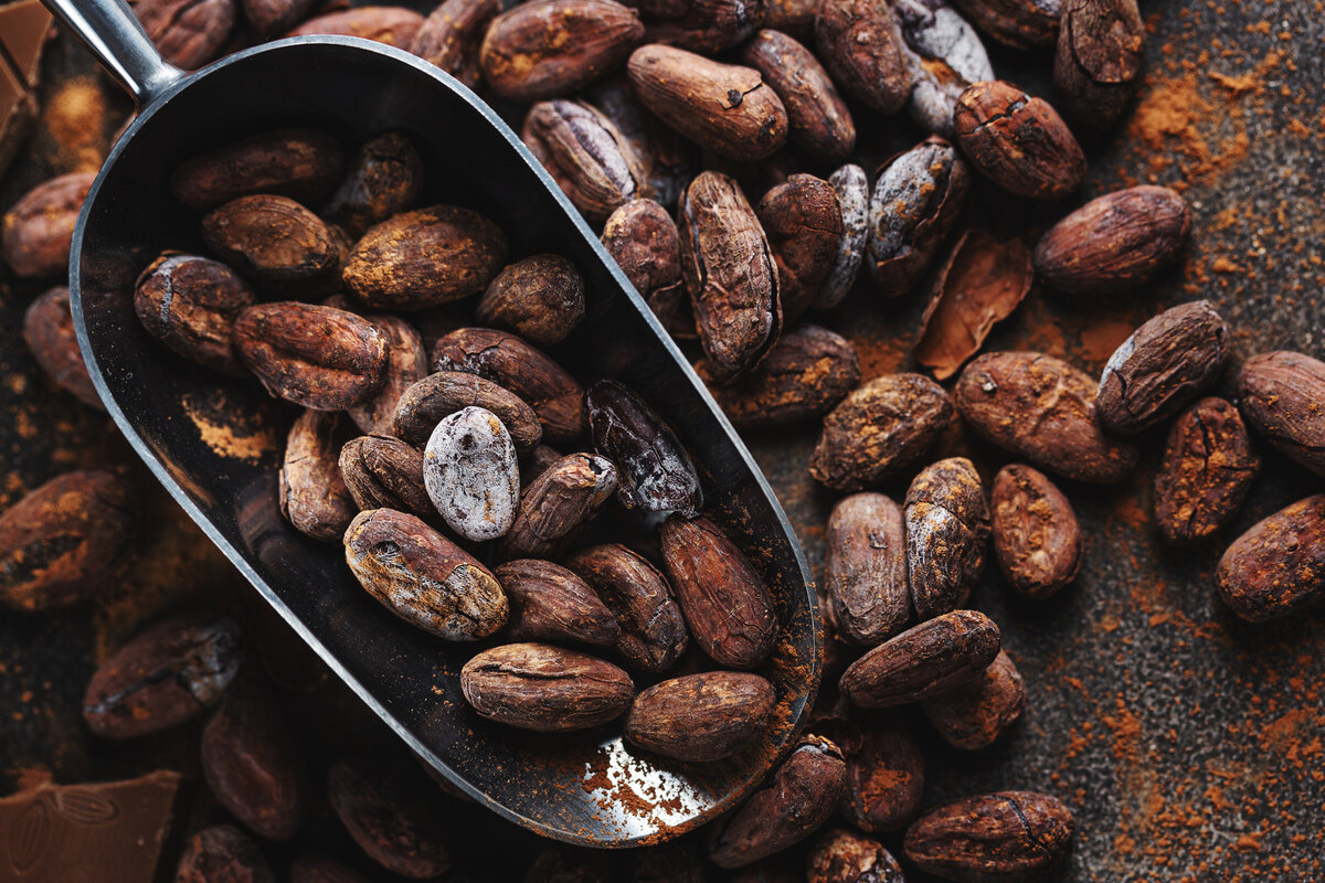 Raw cacao beans with cacao powder on scoop. View from above.