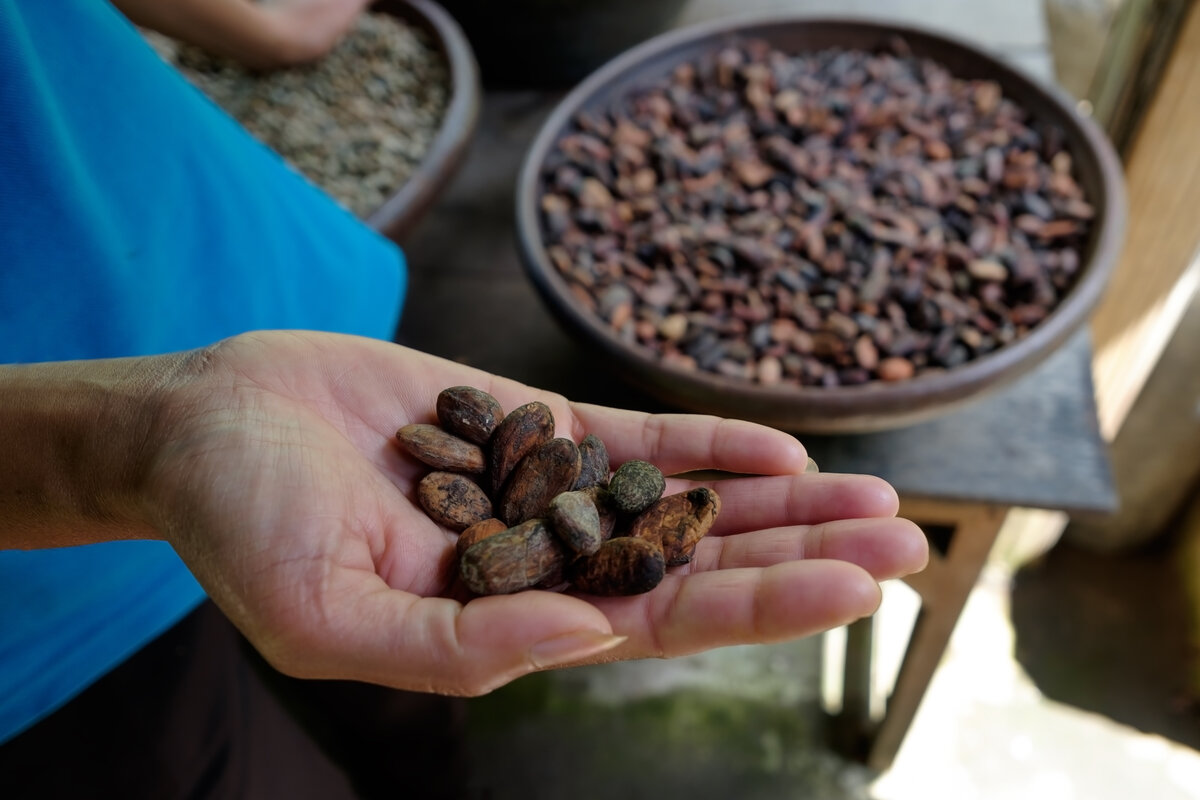 Woman holding cocoa beans in hands. Healthy diet detail featuring fair trade chocolate
