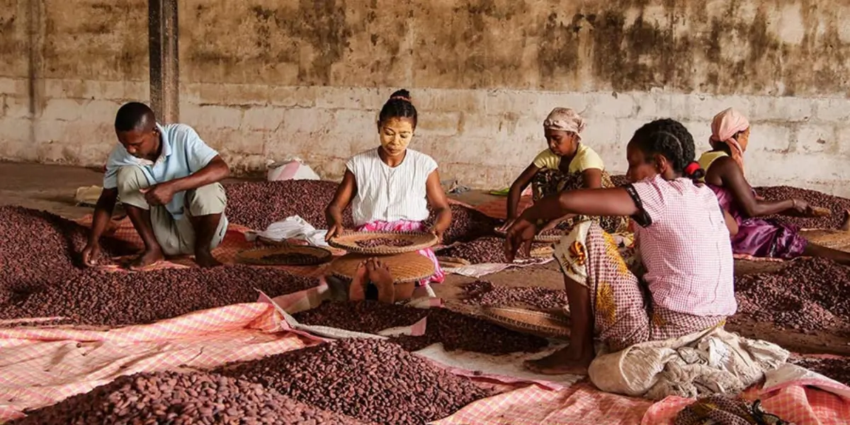 What Is Bean-to-Bar Chocolate? 1 Zotter Bean-to-Bar Chocolate