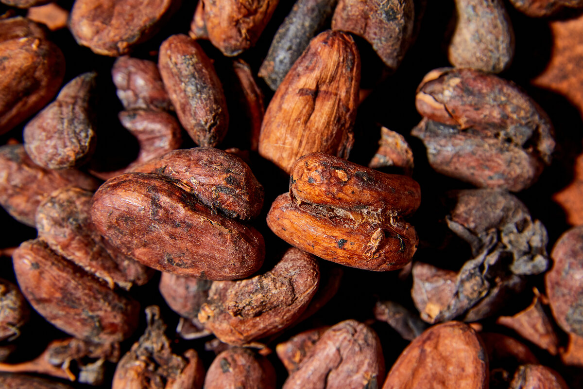 Flat lay macro unpeeled cocoa bean, top view, Whole cacao for fair traded chocolate