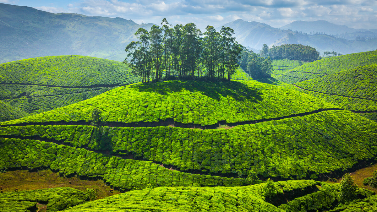 Green tea plantations in India for Indian Chocolate