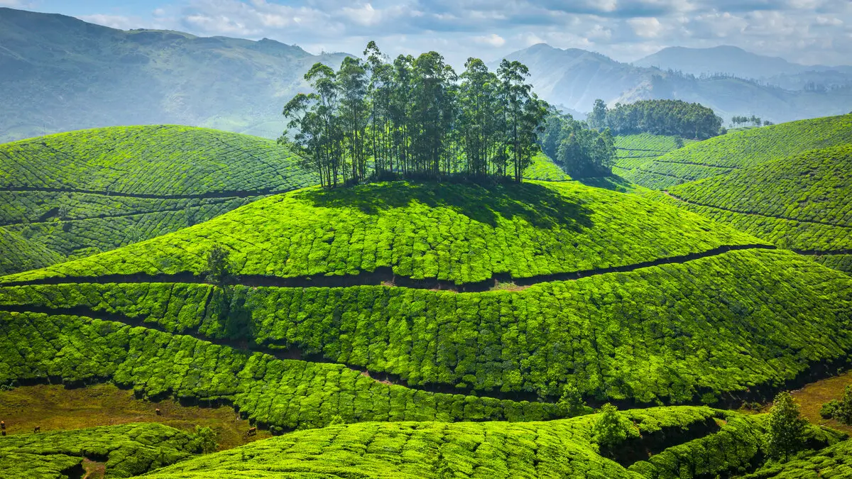 Exploring the Distinctive Flavors of Indian Chocolate 6 Green tea plantations in India for Indian Chocolate