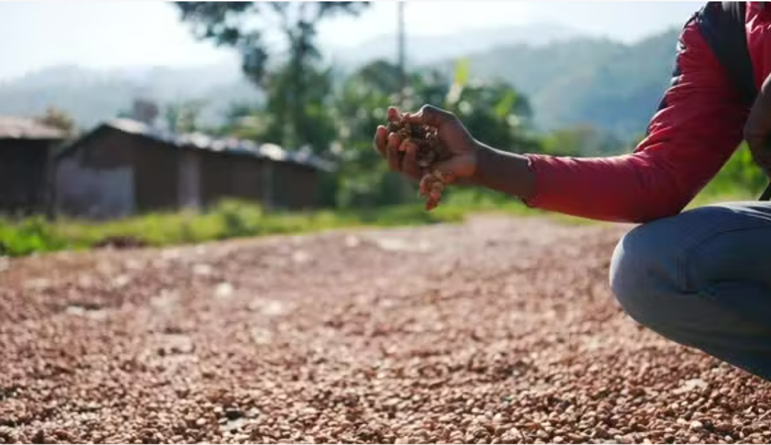 How Zotter Chocolate Sources Our Cocoa 3 Zotter chocolate sourced from global suppliers