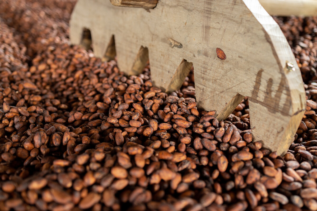 Organic cocoa beans for chocolate sun drying on a farm