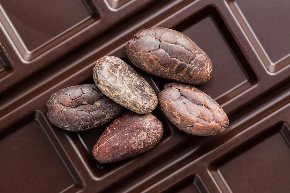 What Makes Zotter Chocolate So Special? 2 cocoa beans and chocolate bars