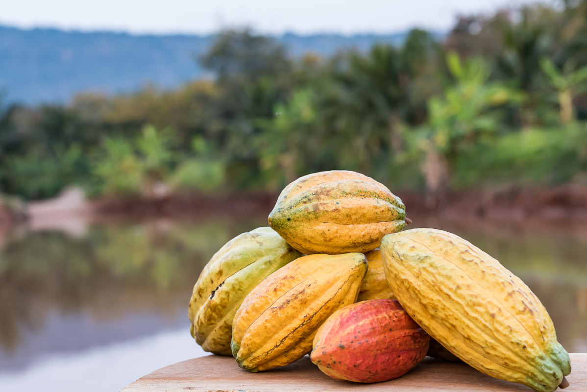 Cacao for World Fair Trade Organization chocolate makers