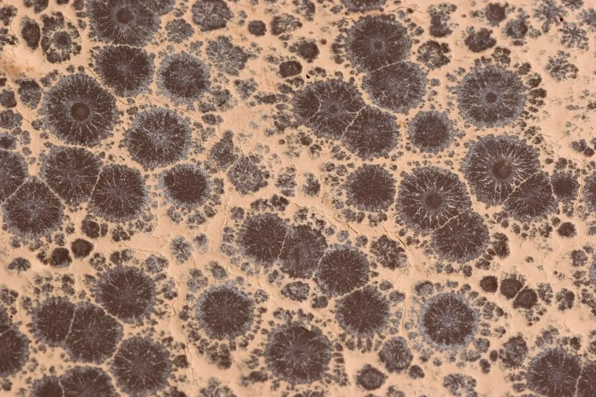 Unwrapped: Is Chocolate Bloom a Bad Thing? Find Out Here! 3 chocolate bloom