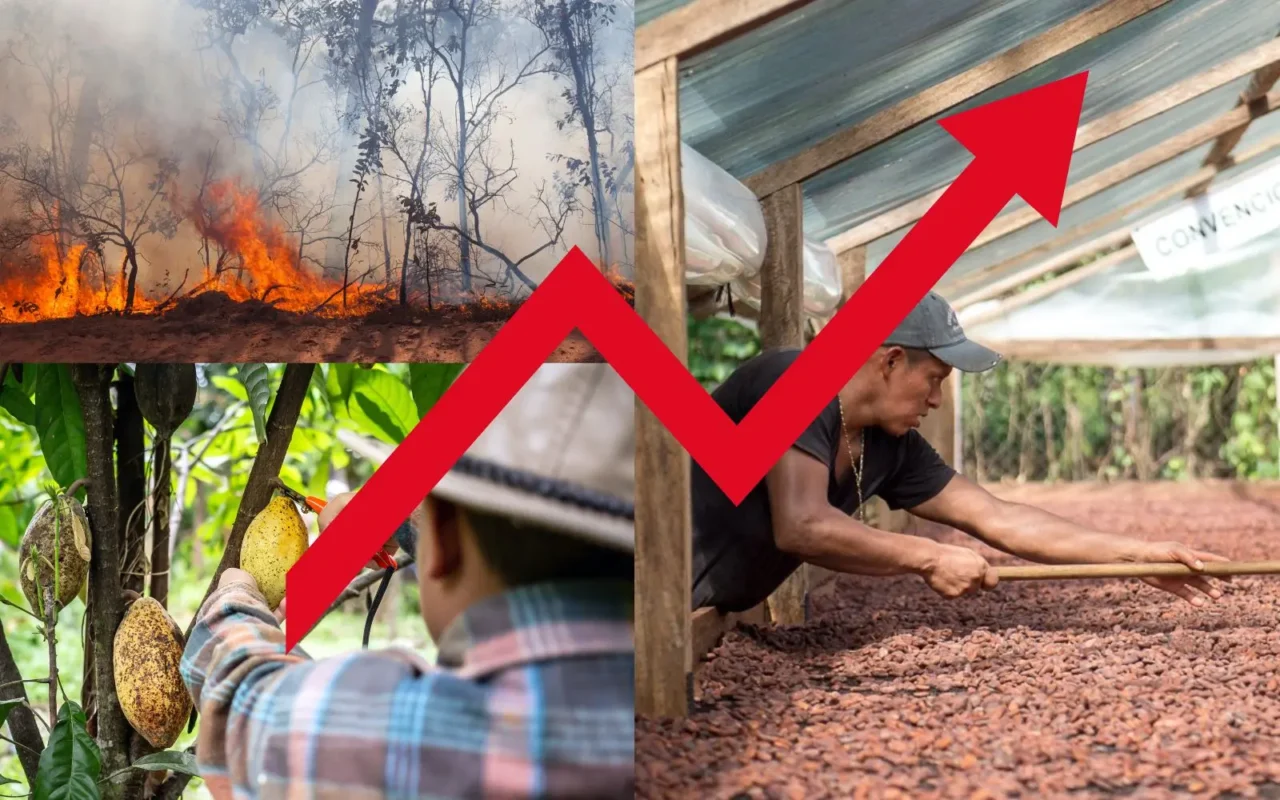 Navigating the Cacao Crisis: A Message from Zotter Chocolates 10 cacao crisis unfolding