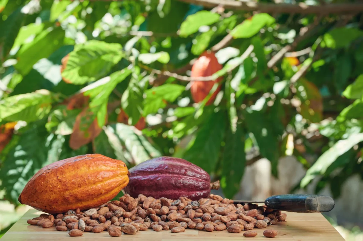 Discovering the Sweet Truth Behind Ethically Sourced Chocolate Bars 8 Ethically Sourced Chocolate Bars