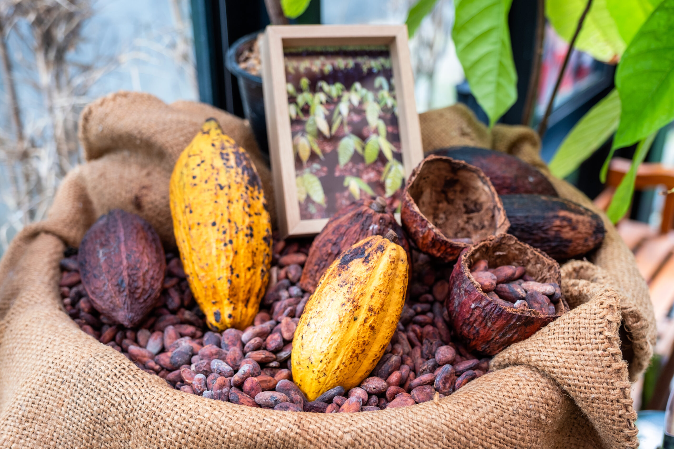 The History of Chocolate: A Journey Through Time and Taste