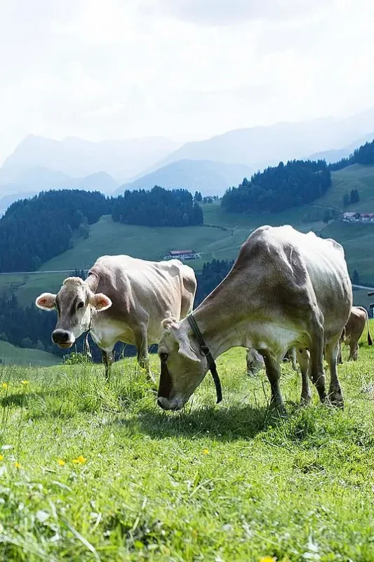 Innovation through Experimentation - The Creation of Dark Milk Chocolate 5 blog-bean-to-bar-dark-milk-chocolate-cows