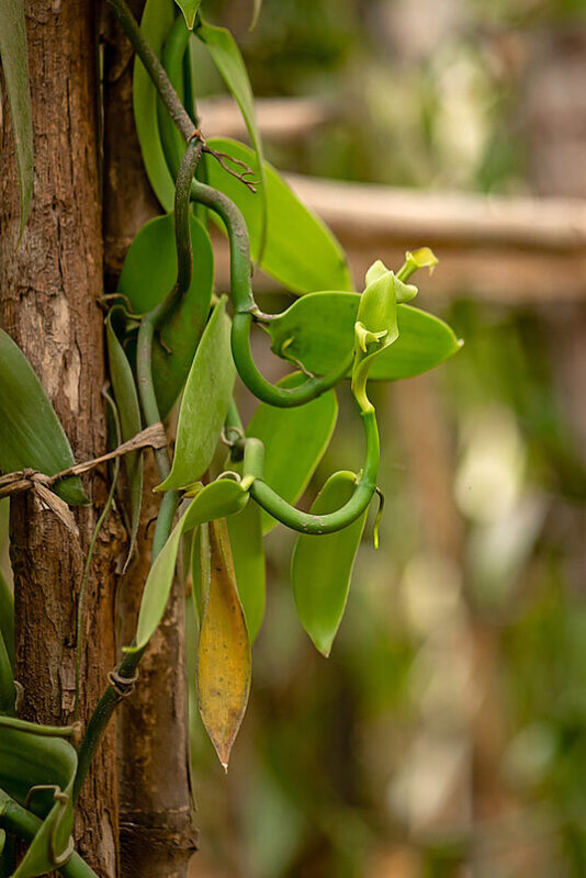 Innovation through Experimentation - The Creation of Dark Milk Chocolate 4 blog bean to bar dark milk chocolate tree 1