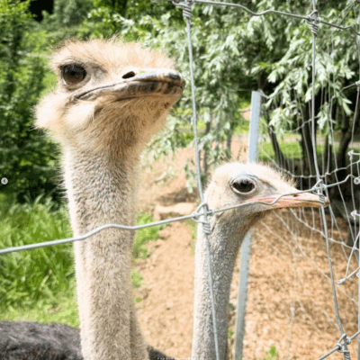 6 Edible Zoo residents